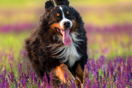 Solutions for Seasonal Allergies In Pets