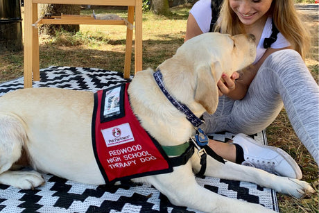 Comfort in the Classroom: How Rocket Helps Students Heal