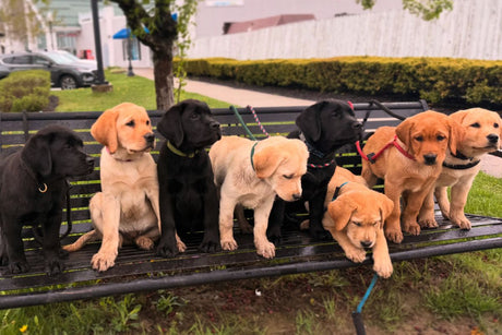 Weekend Adventures: Inside Firefly Meadow’s Home Handler Program