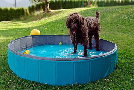 Memorial Day Games & Recipes to Enjoy with Your Dog