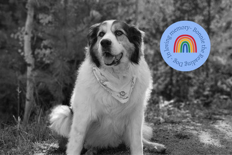 Grieving the Loss of a Pet: A Tribute to Bonnie