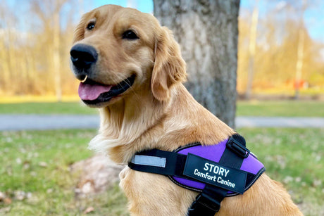 Meet Story: Firefly Meadow’s Comfort Canine with a Heart of Gold(en)