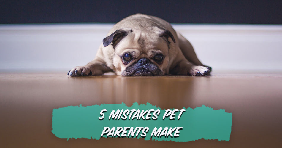 5 Mistakes Pet Parents Make