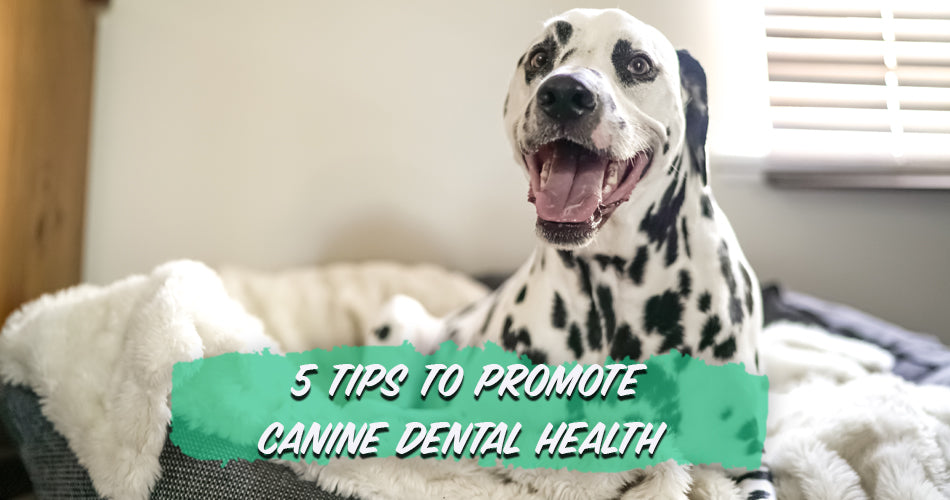 5 Tips To Promote Canine Dental Health