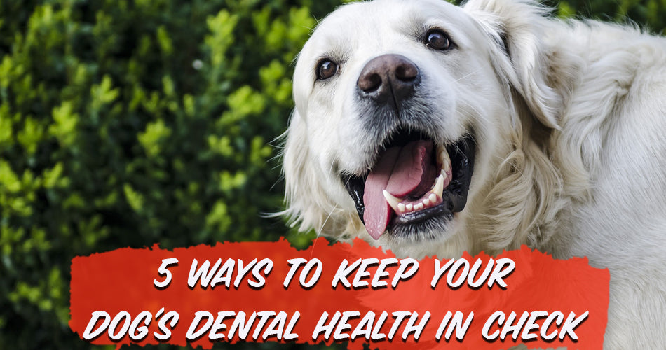 5 ways to keep your dog's dental health in check