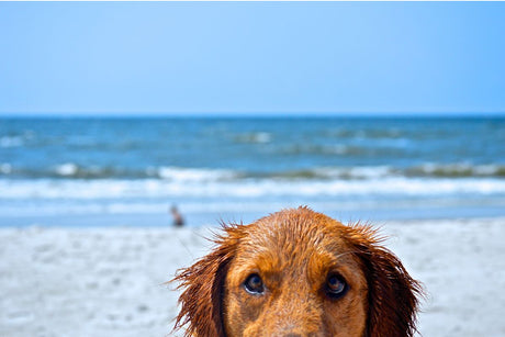 Hot Weather Dog Safety: 5 Ways to Keep Your Pup Cool and Safe