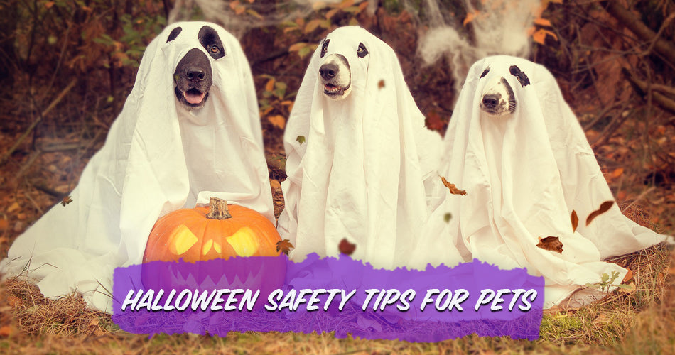 Halloween Safety Tips For Pets