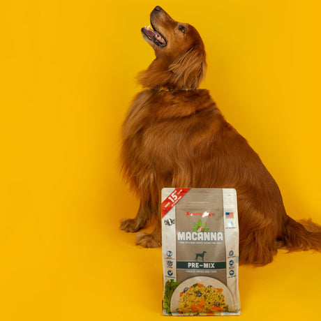 Joint Solutions to Help Your Pup Feel Spooky Good- Just in Time for Fall!