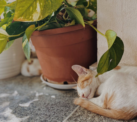 Plant Safety Tips for Pet Parents