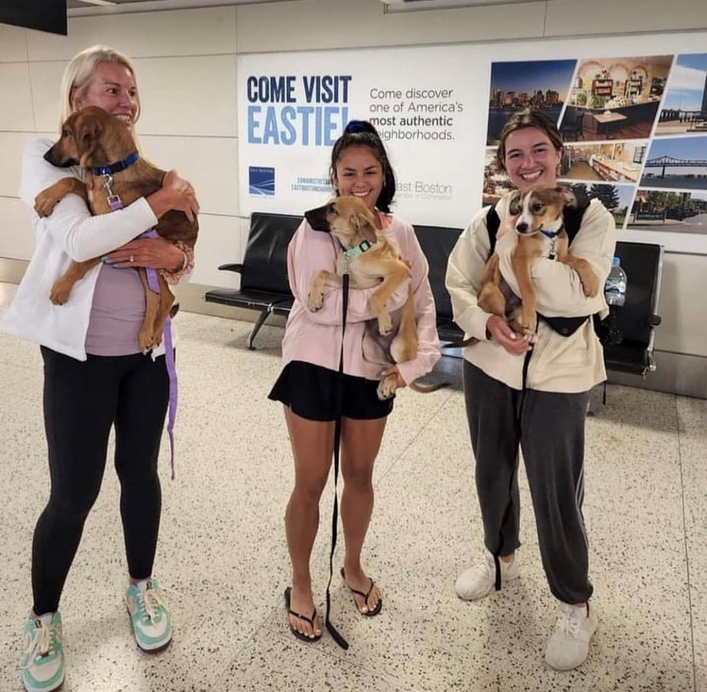 One Love Foundation: Flying Rescue Dogs to Their Furever Homes