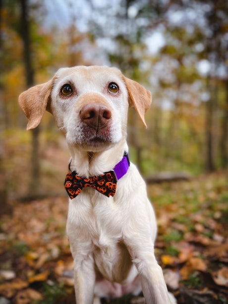 Solution Based Feeding: One Dog's Megaesophagus Journey