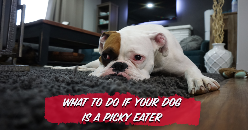 What To Do If Your Dog Is a Picky Eater