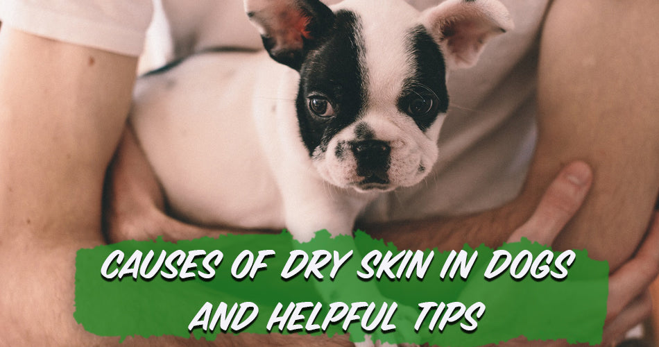 causes of dry skin in dogs and helpful tips