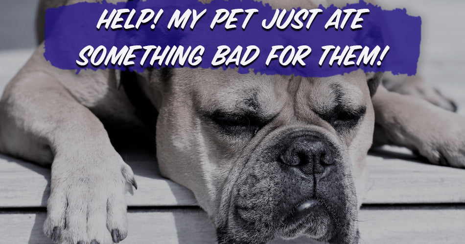 Help! My Pet Just Ate Something Bad for Them!