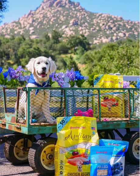 How My Service Dog Saved My Life