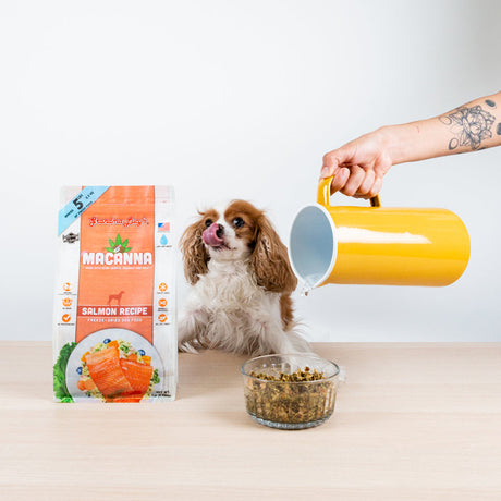 6 Benefits of Water for Your Dog or Cat