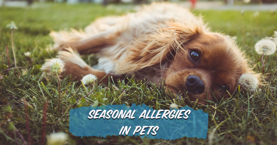Seasonal Allergies In Pets