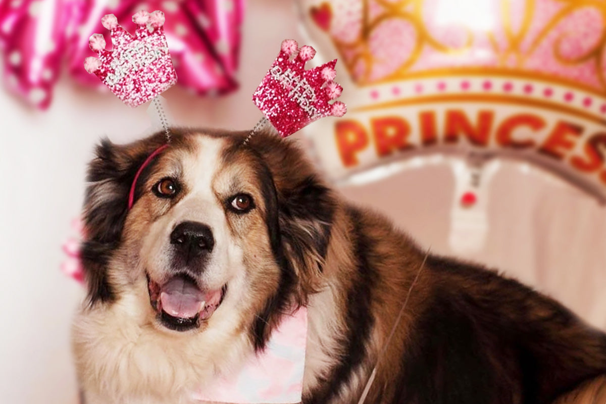 Bonnie the Reading Dog Celebrates her 12th Birthday
