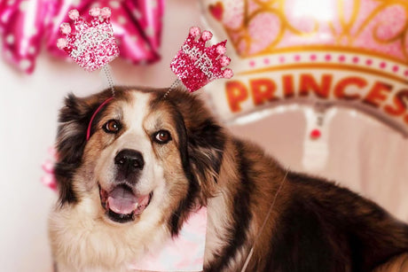 Bonnie the Reading Dog Celebrates her 12th Birthday