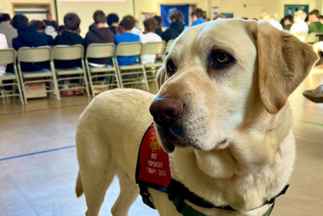 6 Ways a Therapy Dog Supports Communities—From Classrooms to Hospitals