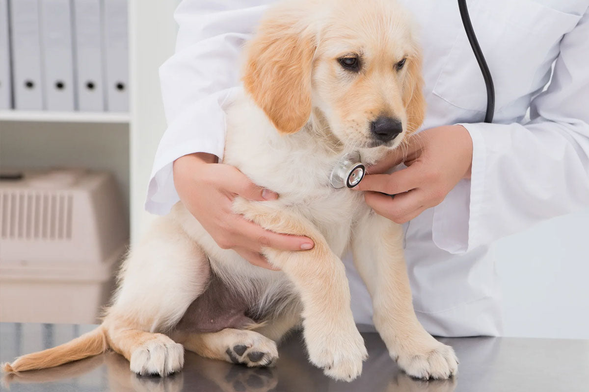 The 8 Most Common Causes of an Upset Stomach in Dogs