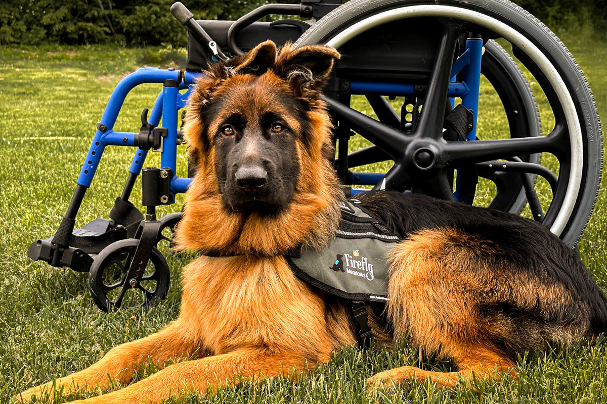 Announcing Grandma Lucy’s New Partnership with Firefly Meadow Service Dogs Inc.