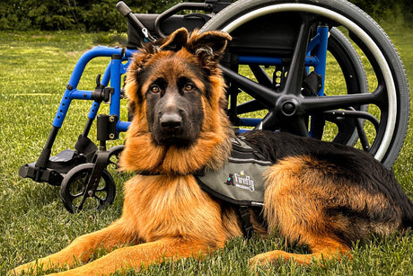 Announcing Grandma Lucy’s New Partnership with Firefly Meadow Service Dogs Inc.