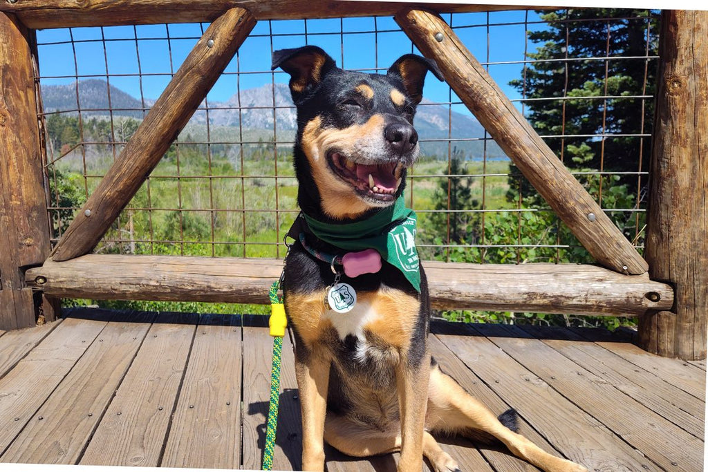 Supporting Our Firefighting Heroes: Mayzie’s Comfort Meets the Courage of the Wildland Fire Community