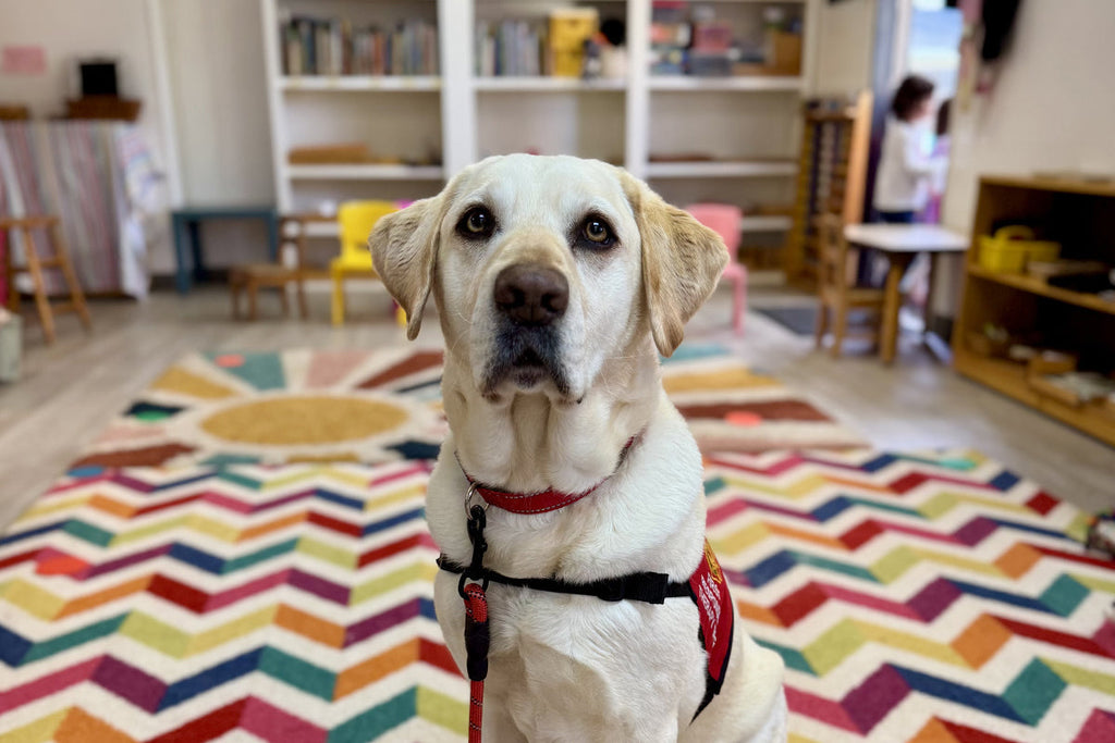 Ride Along with Rocket: A Day in the Life of a Classroom Therapy Dog
