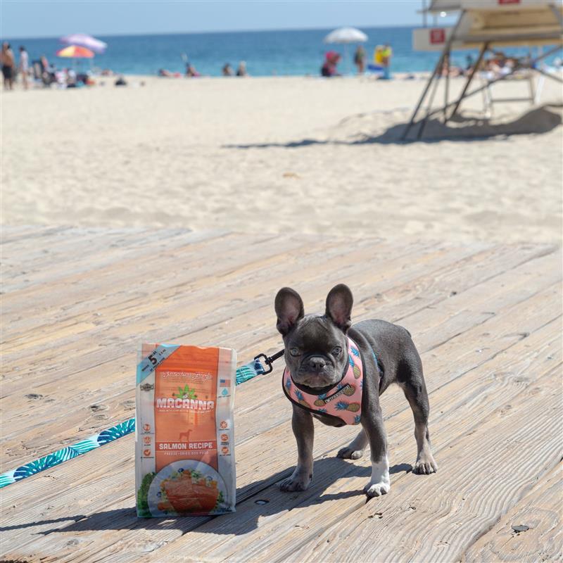 Surf's Pup! Dog Beach Etiquette & Tips