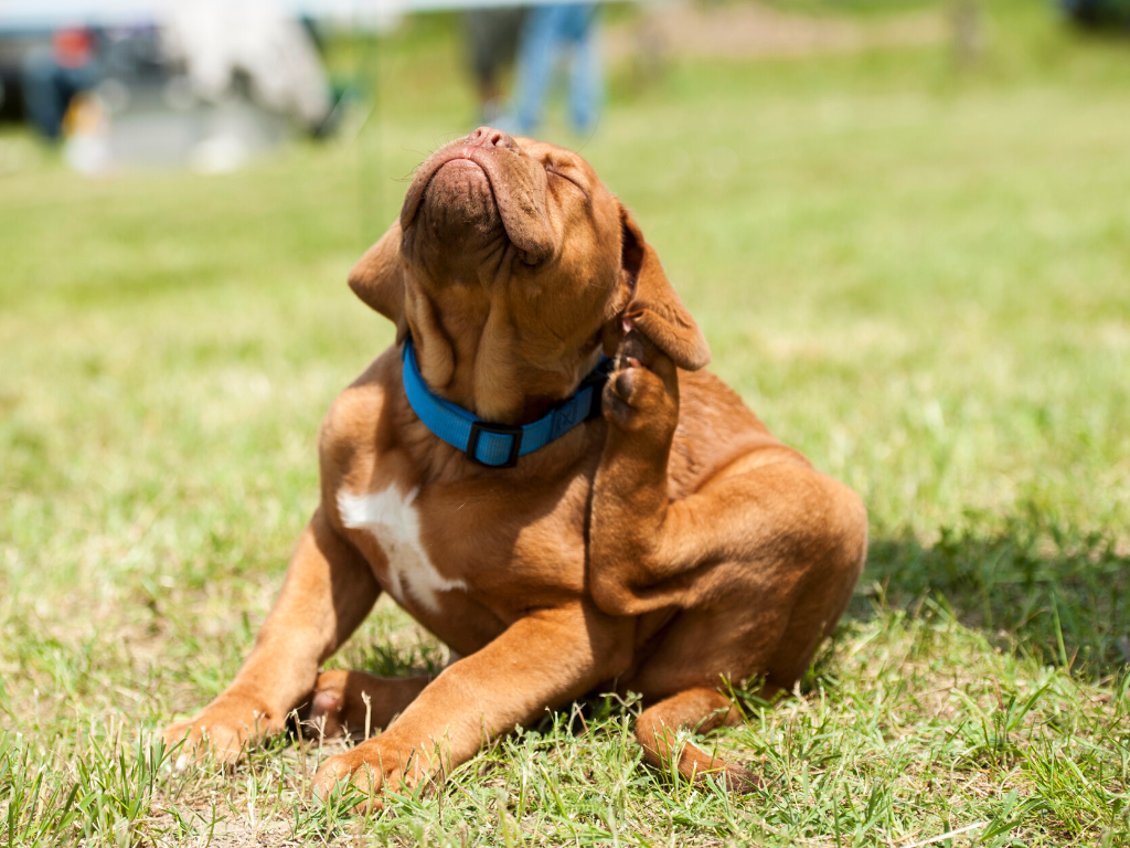 Fighting Fleas & Ticks: Effective Prevention and Treatment Options