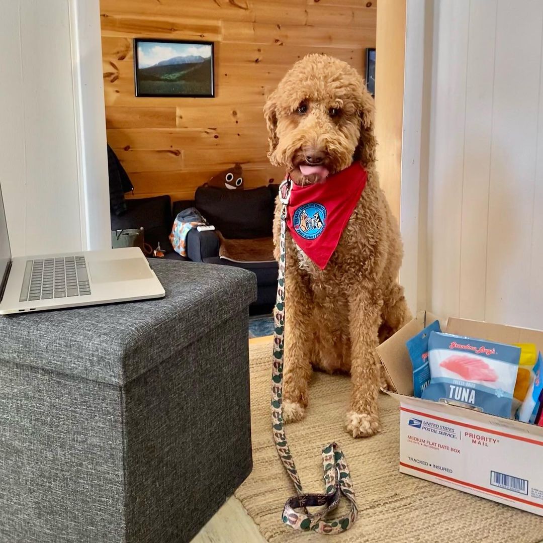 Carmel's Journey to become a Certified Therapy Dog