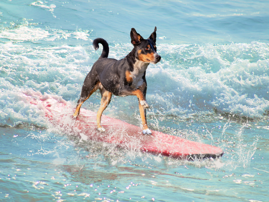 Grooming Tips for Dogs That Like to Swim