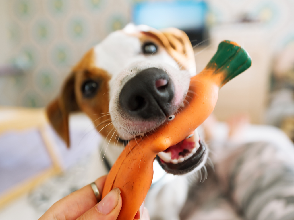 Beat the Heat: Interactive Indoor Activities to Keep Your Dog Active