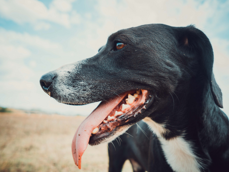 How to Keep Your Pet Safe in Warm Weather