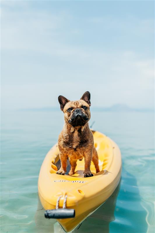 Tips to Keep Your Pup Cool This Summer