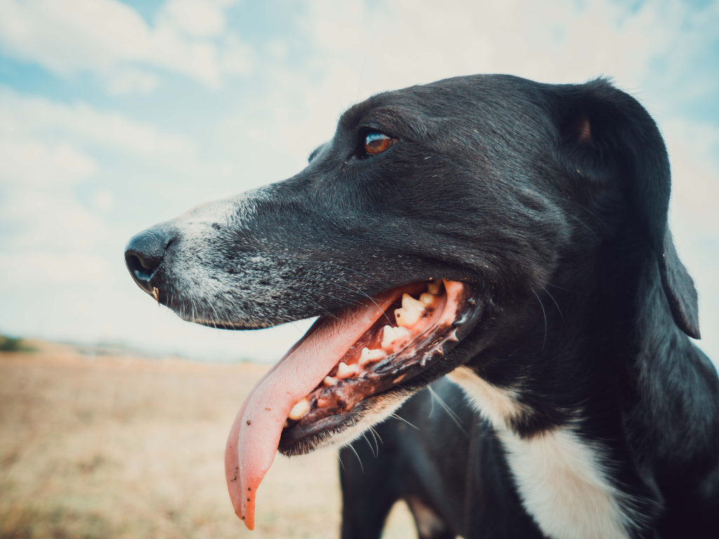 How to Keep Your Pet Safe in Warm Weather