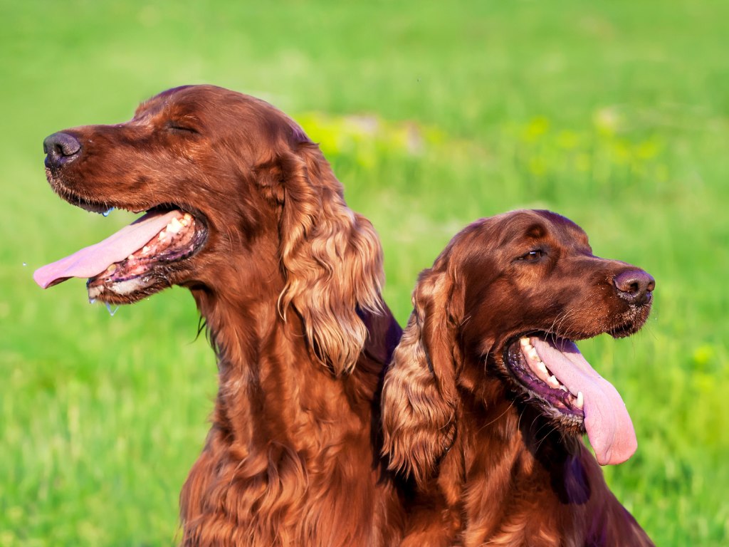 Heat Exhaustion in Pets: Signs, Treatment, and Prevention