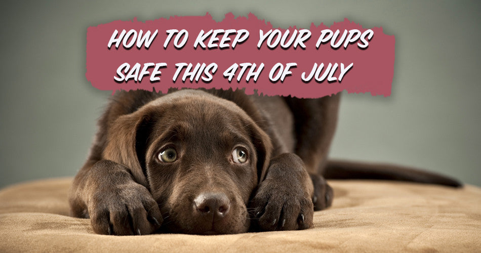 How to Keep Your Pups Safe This Fourth of July