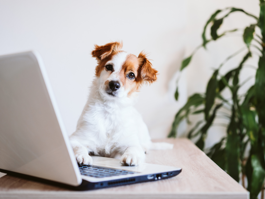 Which Natural Supplements Are Good for Pets?