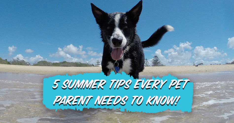 5 Summer Tips Every Pet Parent Needs to Know!