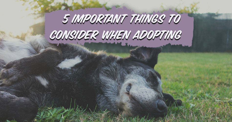 5 Important Things to Consider When Adopting a Dog