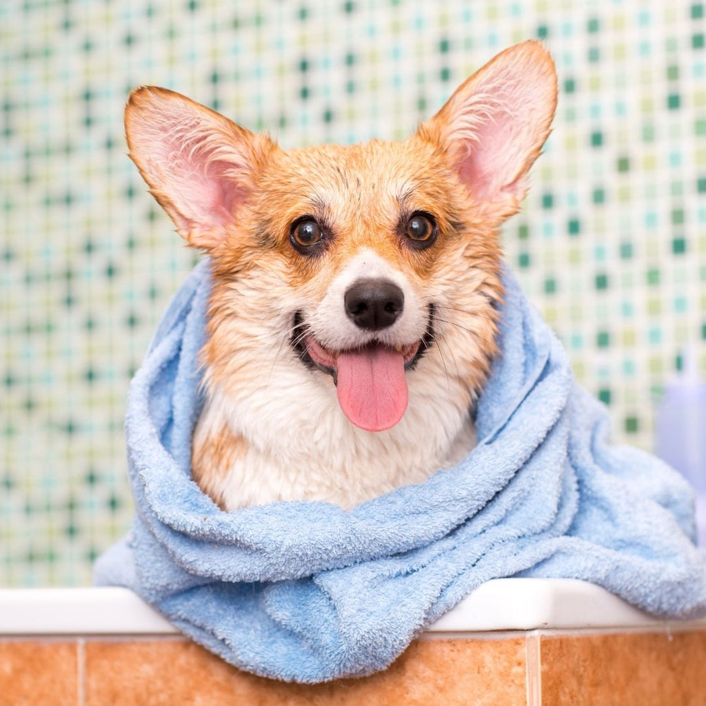 Bath Time for Dogs