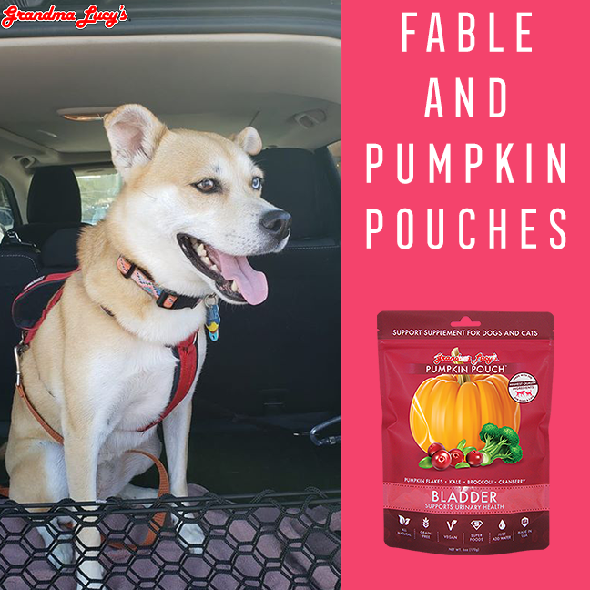 Pumpkin Pouch Success Story