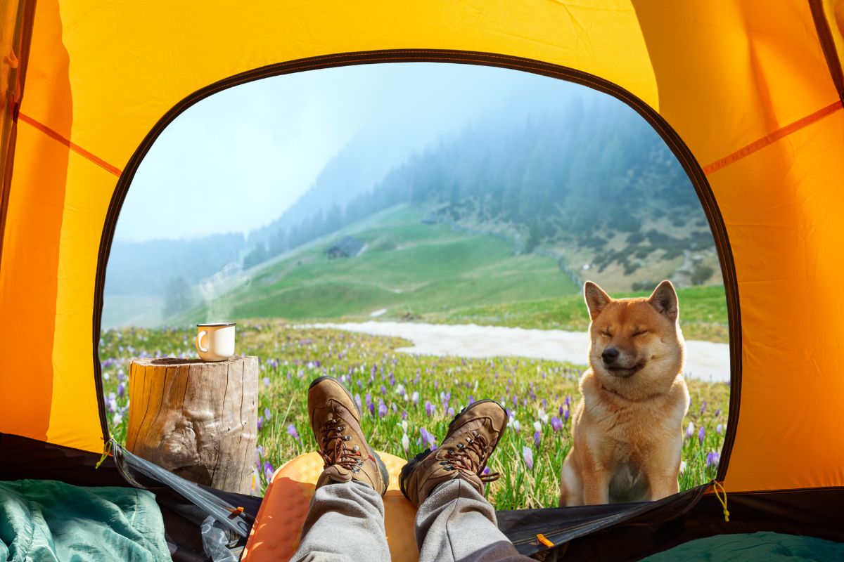 The Ultimate Guide to Camping with Your Dog: Safety Tips & Packing List