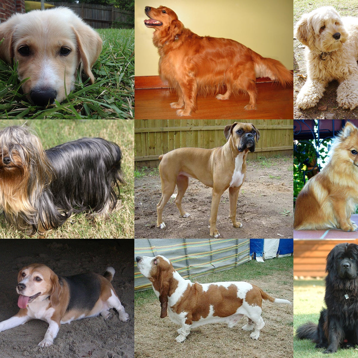 Tips New Dog Fosters Should Know – Grandma Lucy's