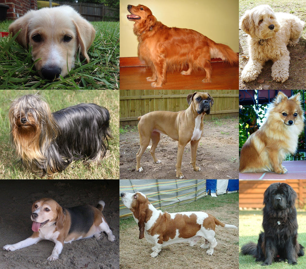 Collage of dogs of different breeds, Labrador, Golden Retriever, Beagle, Yorkie, Poodle Mix, Shiba Inu, Basset Hound, Boxer, Greay Pyranees