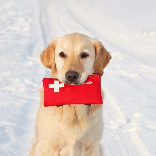 7 Essential Items to Have in Your Pet Emergency Kit