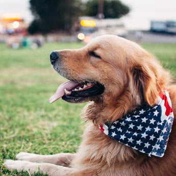 Great American Dogs