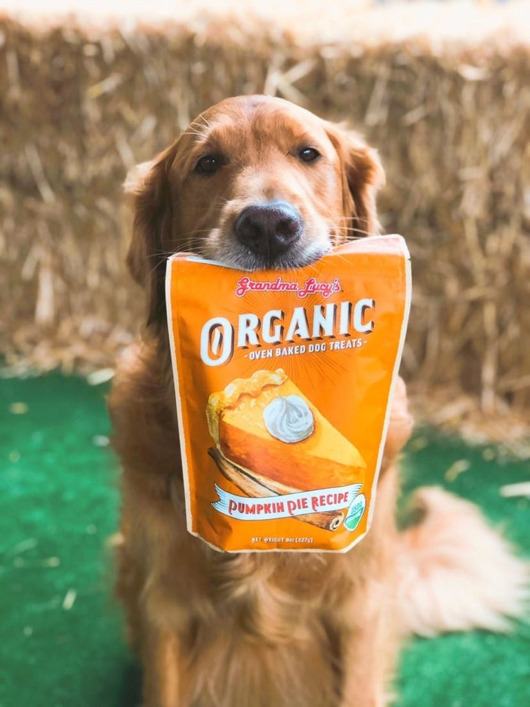 Dog-Friendly Fall Fun & Tail Mix Recipe!